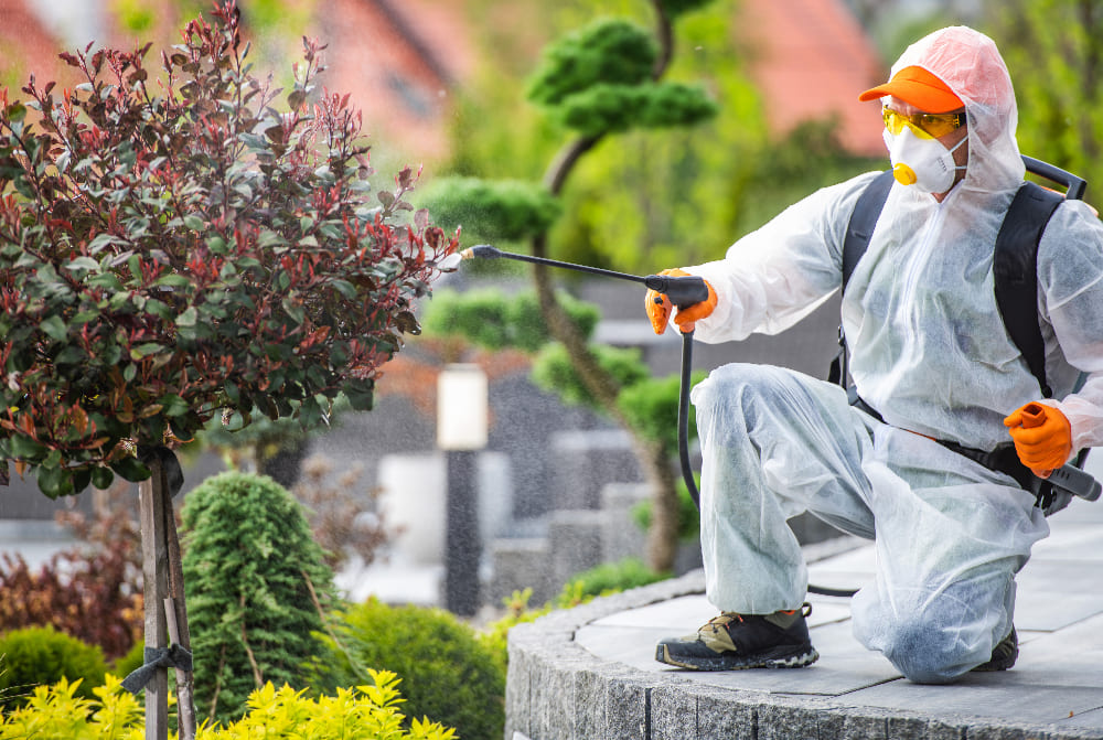 Pulvérisation d'insecticide par un professionnel